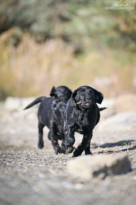 Чорний хлопчик лабрадора