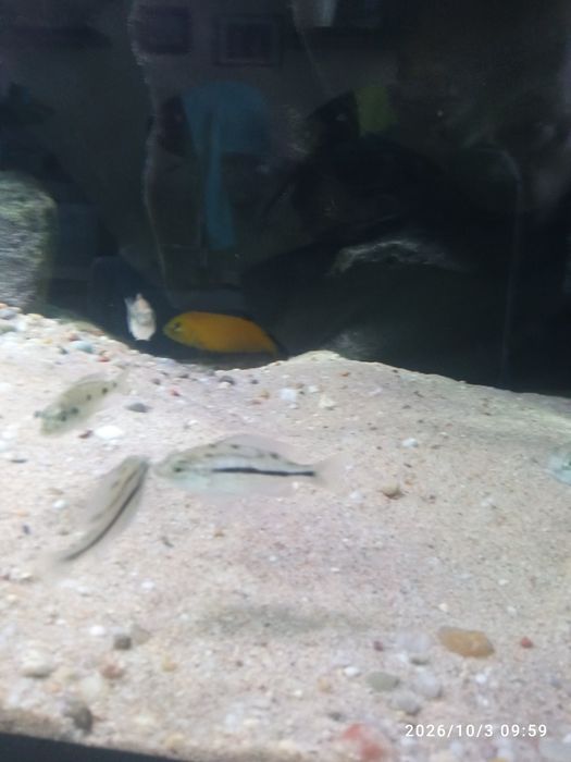 Protomelas taeniolatus red empress mlode