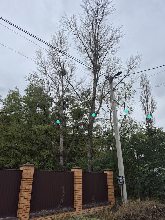 Віддам дерево безкоштовно