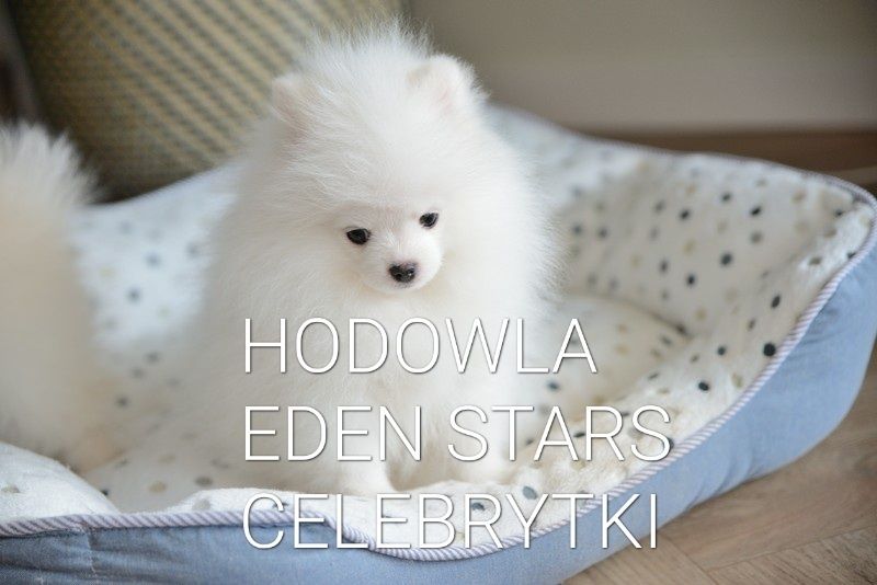 Pomeranian biała sunia