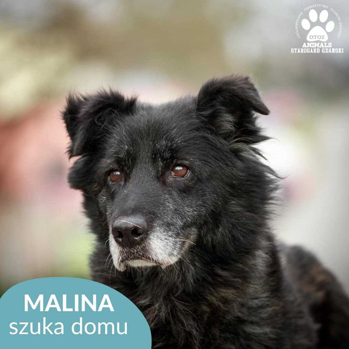 Kochana suczka Malina szuka domu!