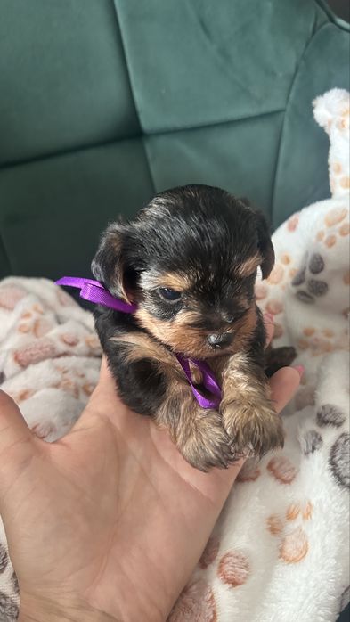 Szczeniaki yorkshire Terrier