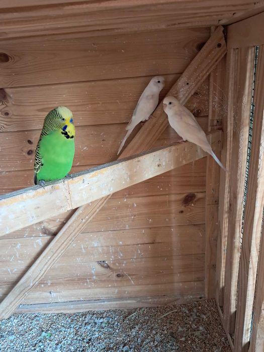 Vendo periquitos
