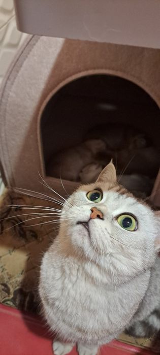 Маємо знову срібних шиншилових котят