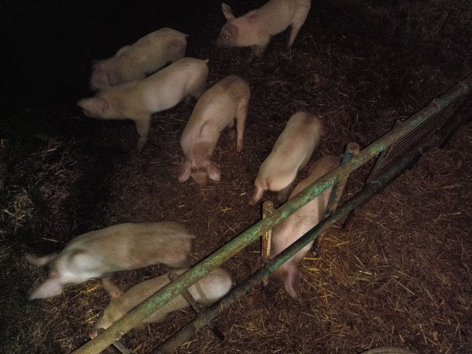 Продам поросят Дюрок+ Ландрас