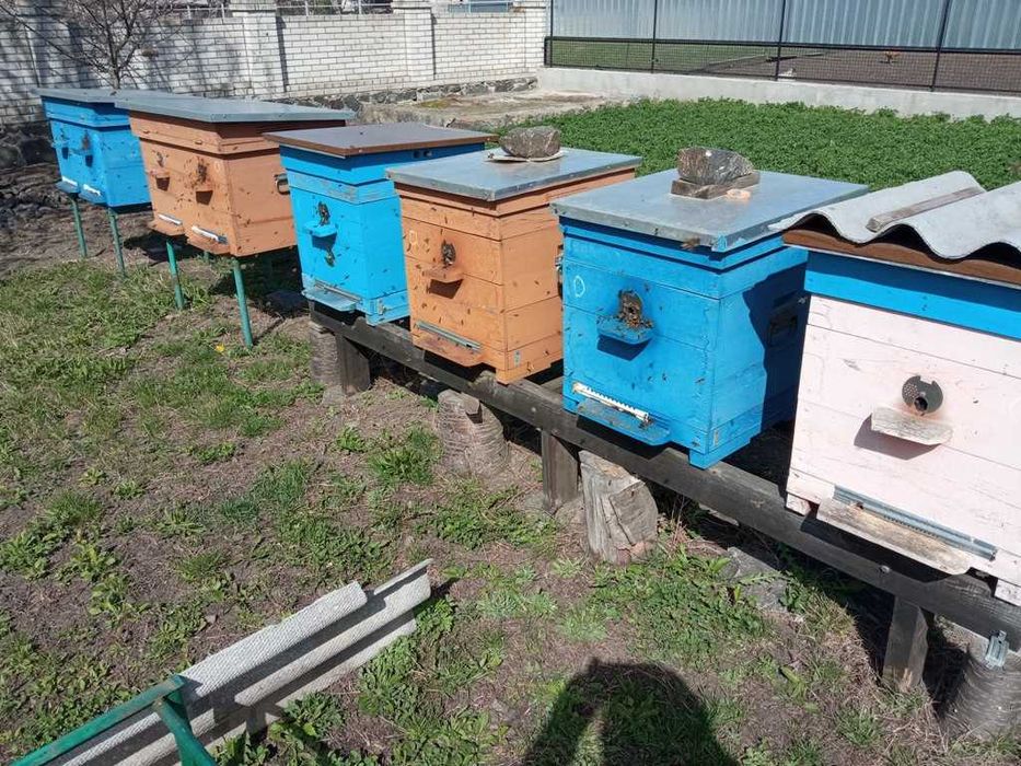 Бджоли, бджолосім`ї та відводки (бджолопакети).
