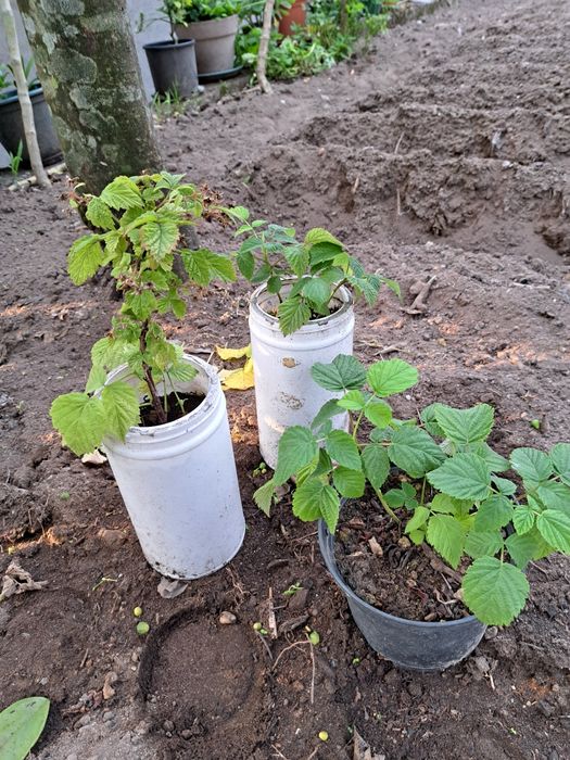 Pés framboesas vermelhas