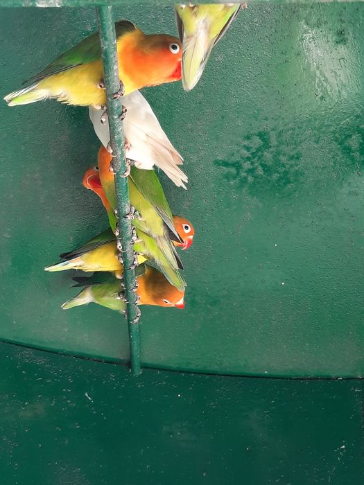 Agapornis fischers ,rolas diamante e mandarins