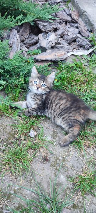 Кошенята дівчата шукають родину
