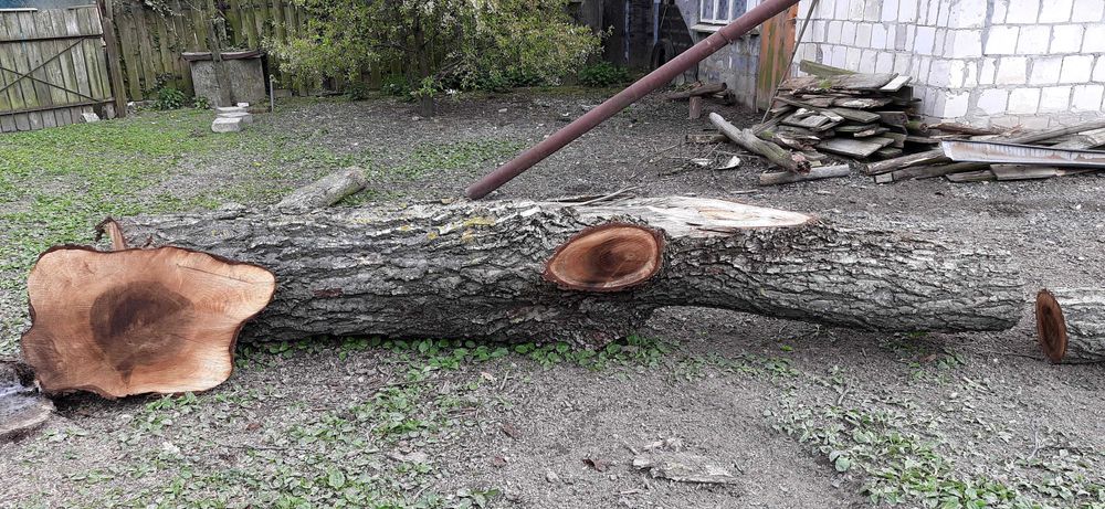 Pień orzecha włoskiego