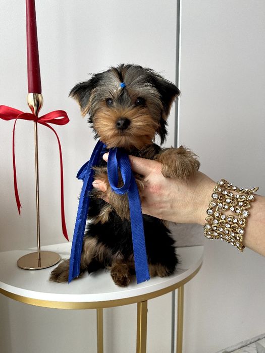 VIP Йорки  ваш найкращий подарунок літа