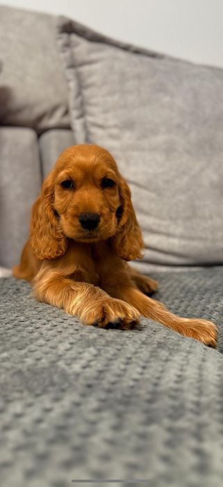 Cocker spaniel angielski sunia