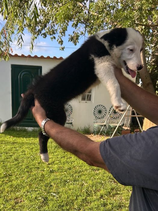 Border collie 3 meses