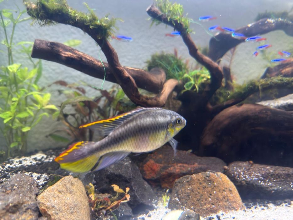 Kribensis Fêmea Adulta – Peixe / Ciclídeo Anão para Aquário