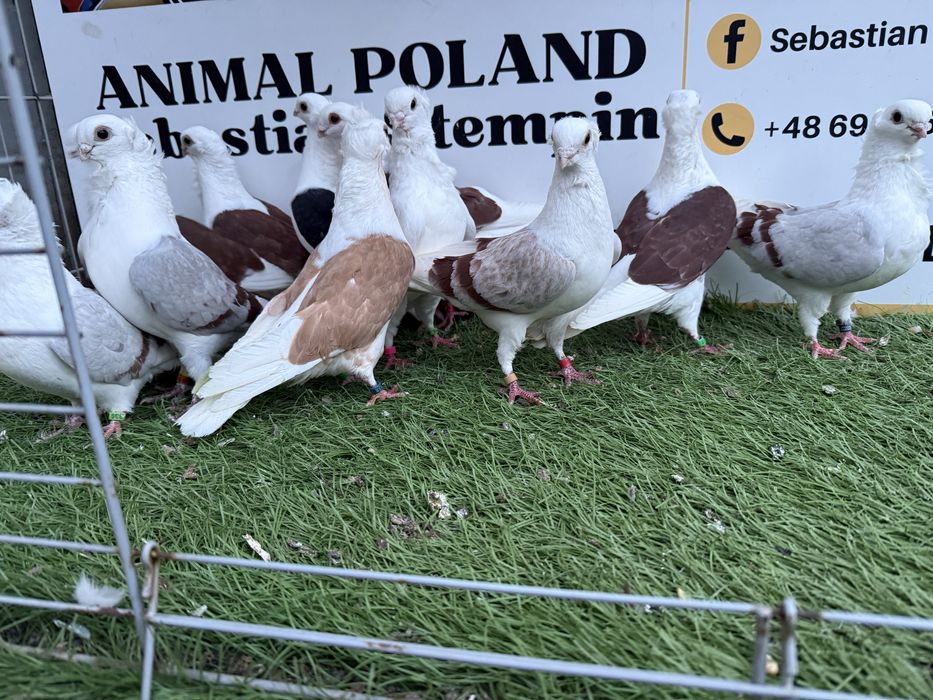 Gołębie. Mewki. Mewka. Możliwy transport