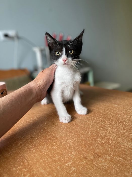 Котята котики отдам   ласковый котенок