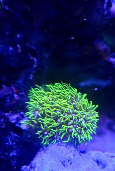 Pack Corais Marinhos Fáceis – Zoanthus, GSP, Xenia, Mushroom e Palythoa