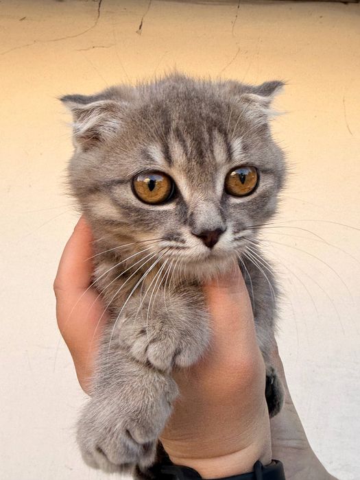 Кошенята в добрі руки