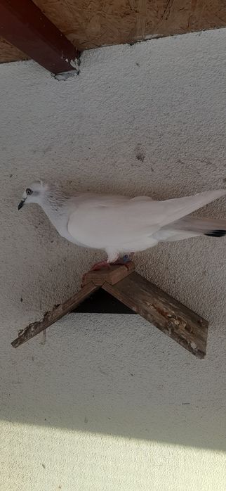 Jasna koroniata wylotka