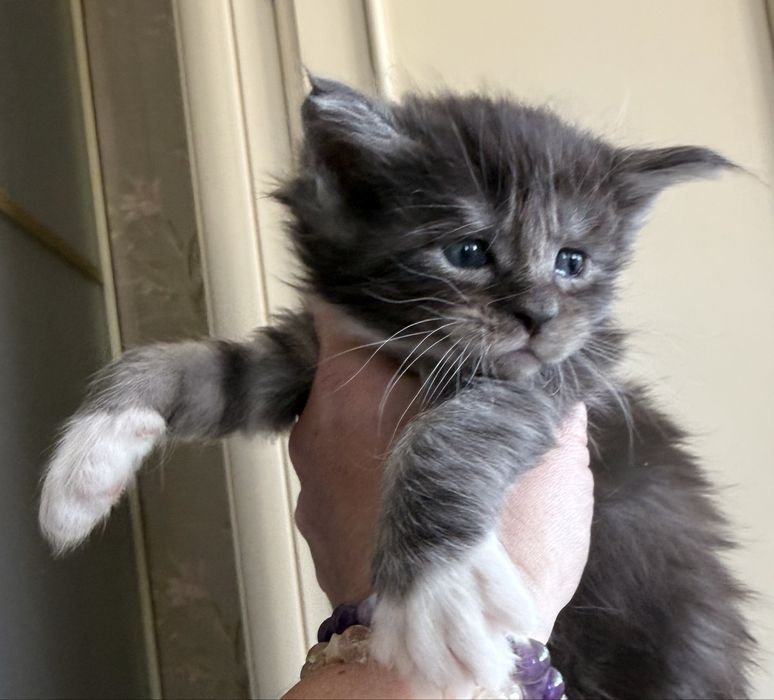 Розкішний велитень мейн кун MAINE COON рідкісний срібло