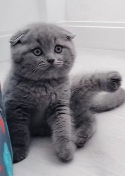 Fêmea Scottish Fold blue