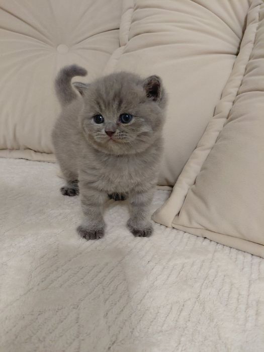 Продаються шотландські котенята