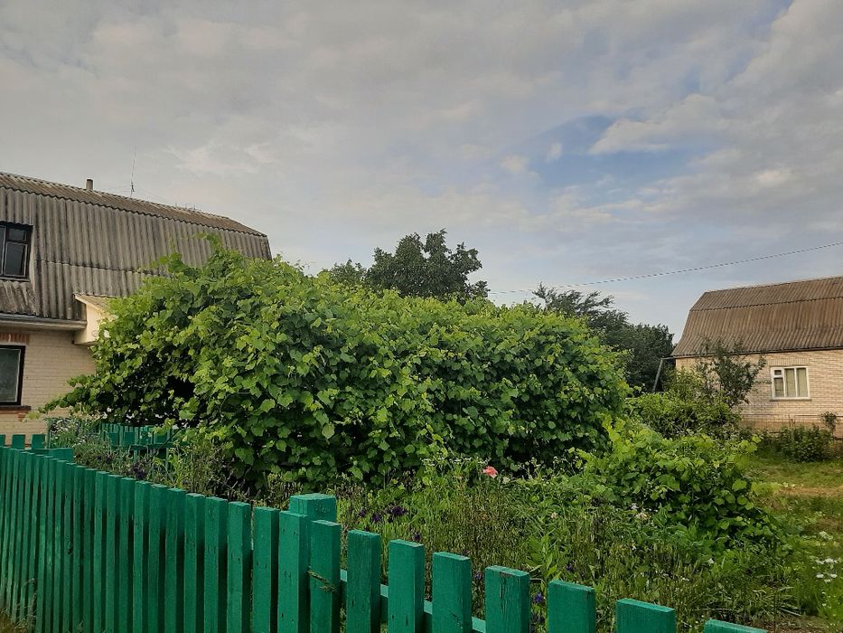 Продам будинок в Таращі