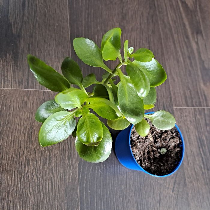 Kwiatki w doniczkach