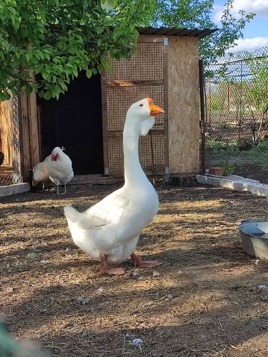 Продам гусей холмогорів та тульських горбоносих
