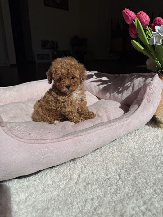 Маленькі карамельні цуценятка мальтипу