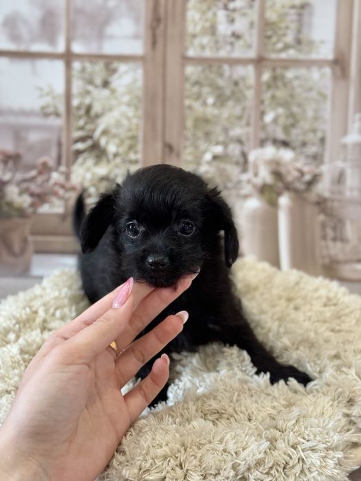 Кому черненьку собачку , щенки от любви