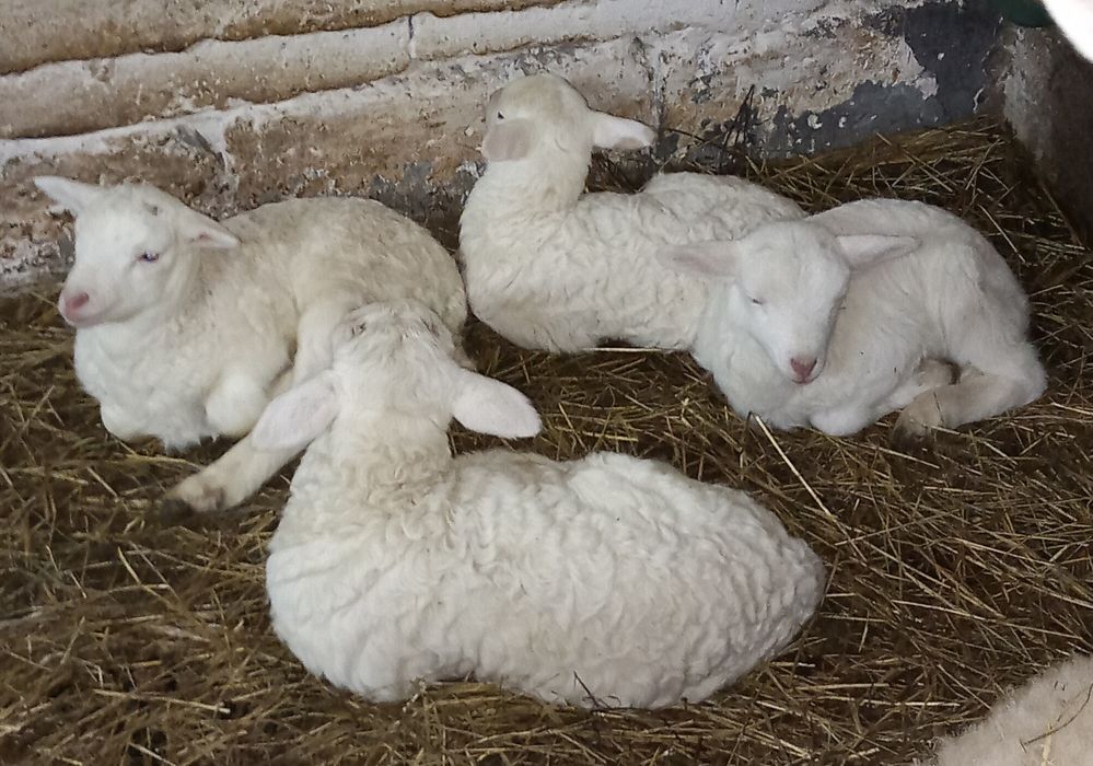 Jagnięta nolana dorper