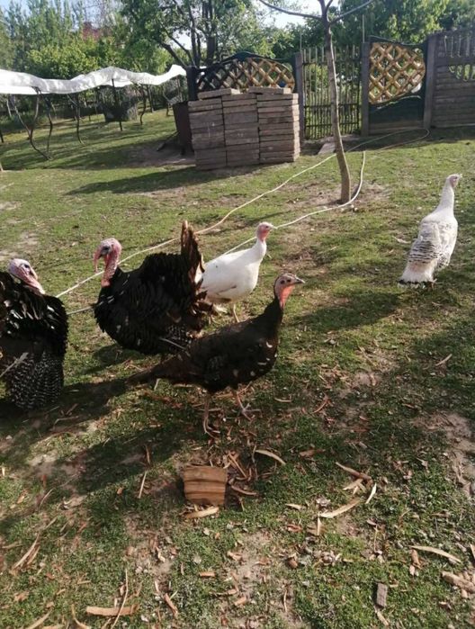 Sprzedam indyki z 2025r