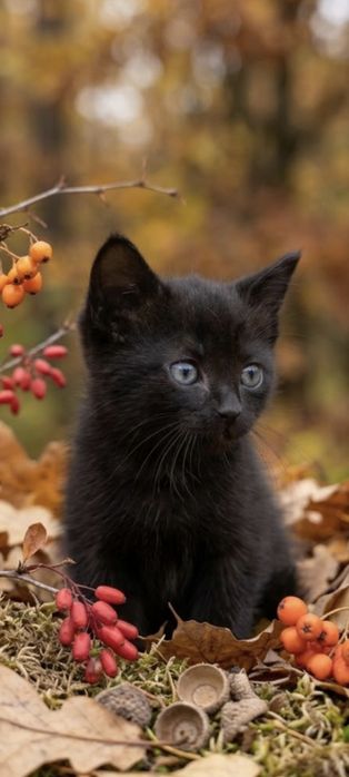 Котенок чёрный мальчик полтора месяца кошеня