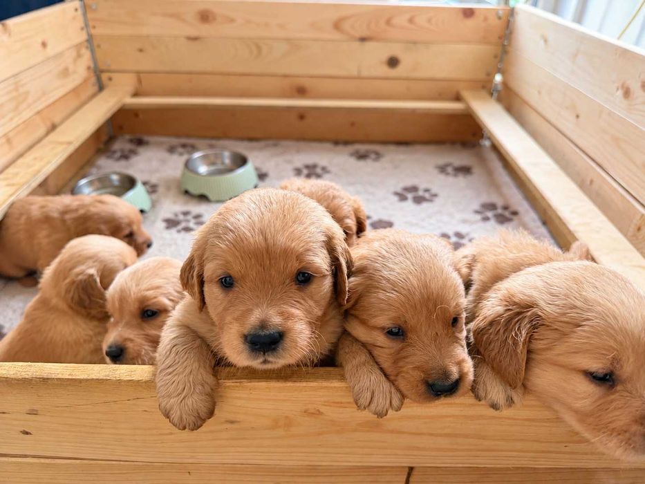 Suczka Golden Retriever - linia amerykańska