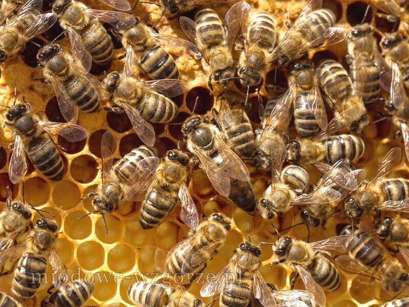 Rodziny pszczele linia alpejka jugo od Krzysztofa Loca