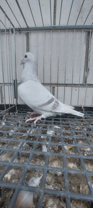 Gołębie staropolskie