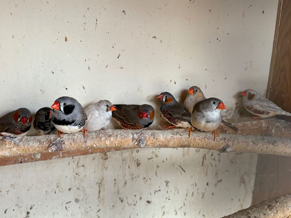 Sprzedam zeberki i gołąbki diamentowe