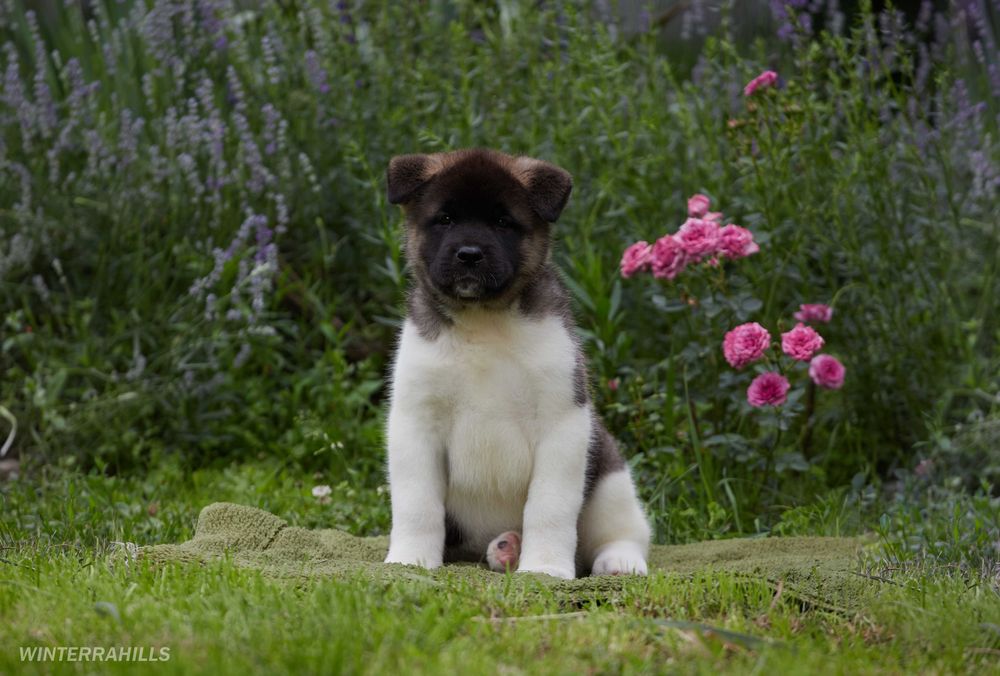 Американська Акіта ! Дід імпорт з Англії!