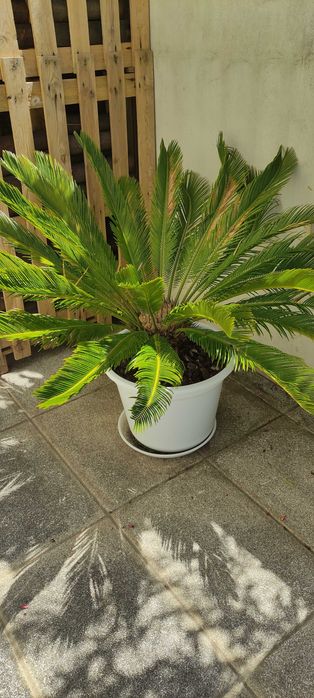 Cyca revoluta grande