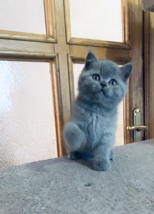 Няшечка  страйт( кошеня)