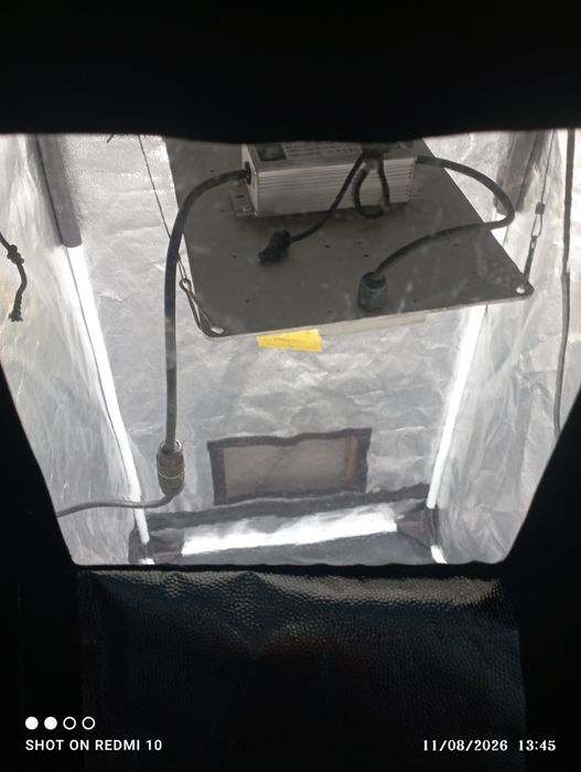 Tenda pra cultivo de Tomates InDoor