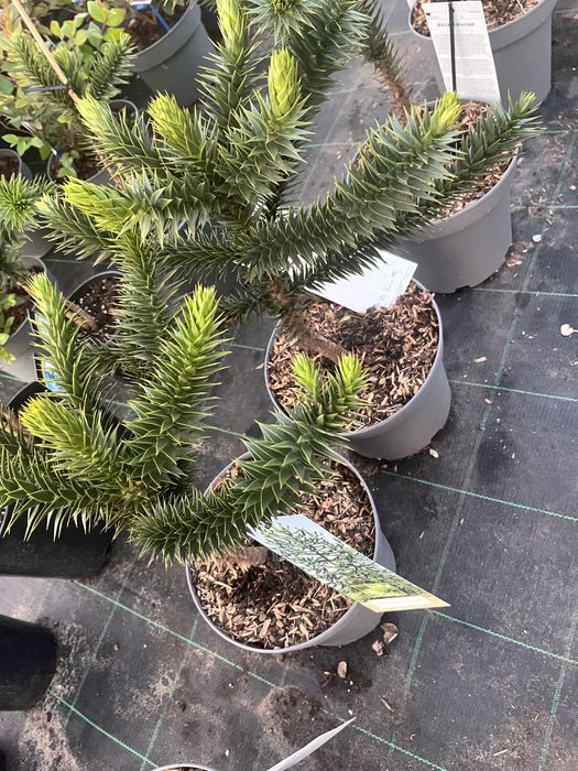 Araukaria chilisjaka 40 cm  małpie drzewo