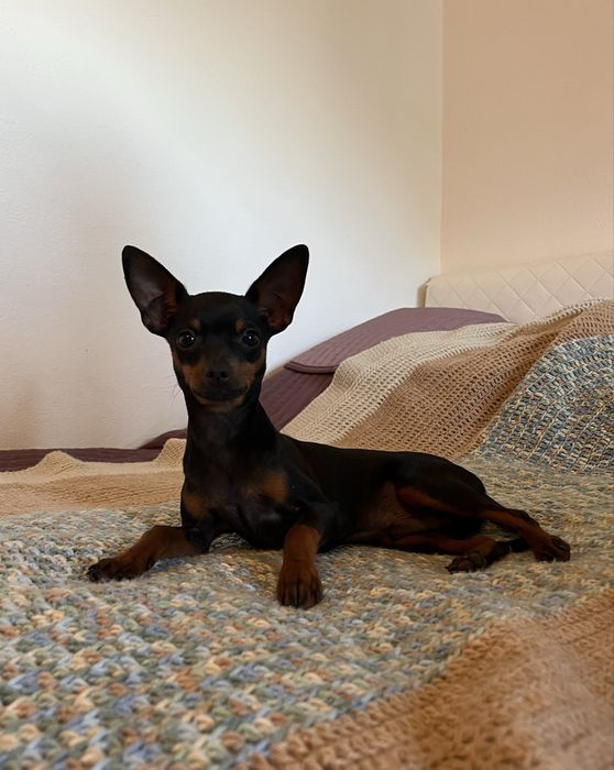 Pinczer miniaturowy, ratlerek suczka