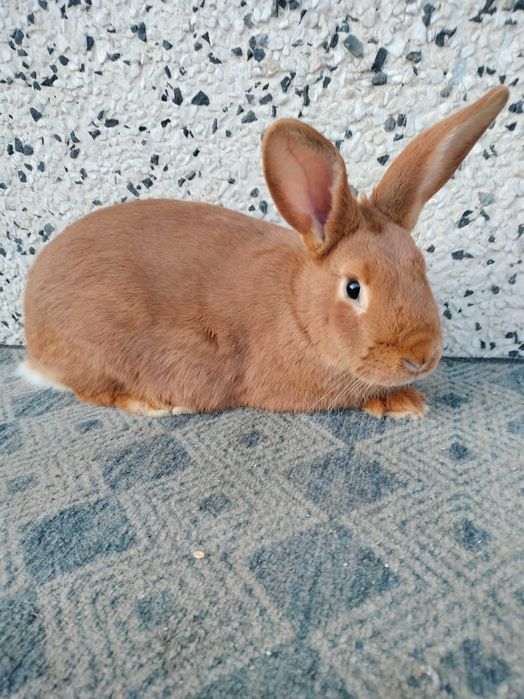 Srokacz meklemburski burgundzkie