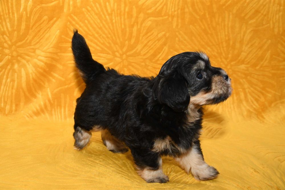 Piesek Hawańczyk z rodowodem ZHPR UCI