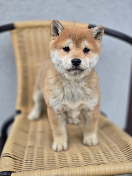 SHIBA INU szczenię suczka szczeniaki do odbioru