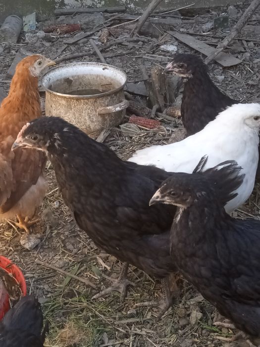 Sprzedam kurki ikoguty, kogutki australorp.
