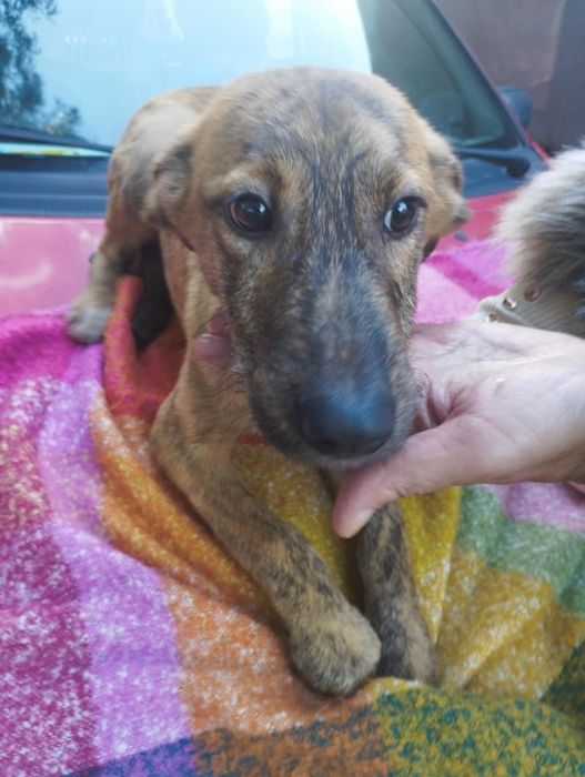 Kevin para adoção muito responsável