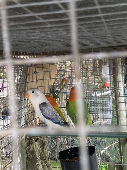 Agaporni fisher opalino cinza euwing